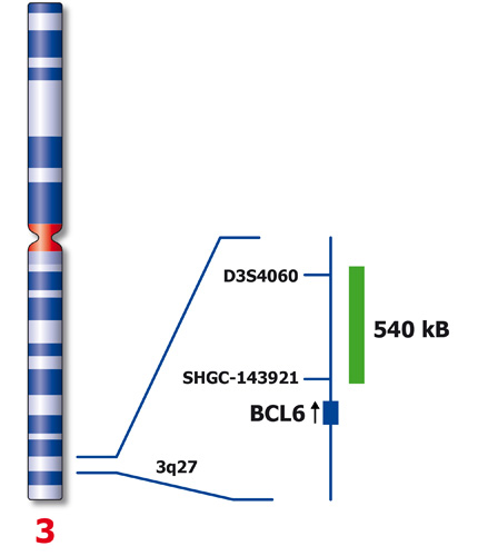BLC6 (3q27) product photo