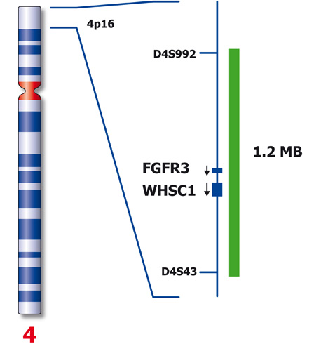 FGFR3 (4p16) product photo