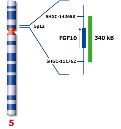 5p12 (FGF10) product photo