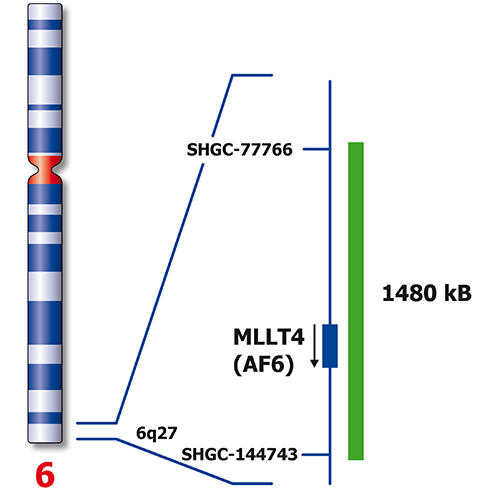 RUO - KMT2A / MLLT4 product photo Side View S