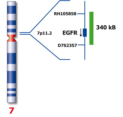 EGFR (7p11) product photo Back View S