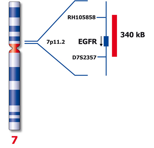 EGFR (7p11) product photo