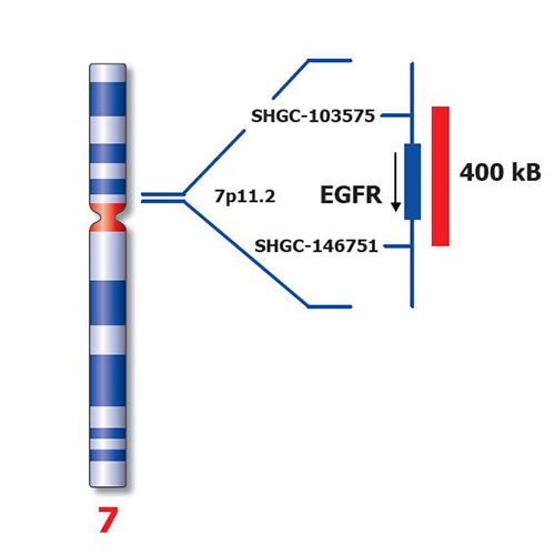 EGFR (7p11) - XL product photo