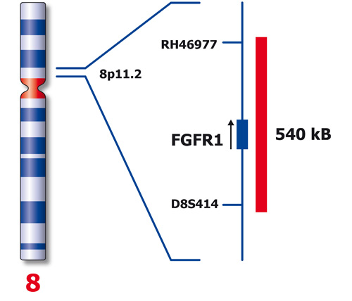 FGFR1 (8p11) product photo