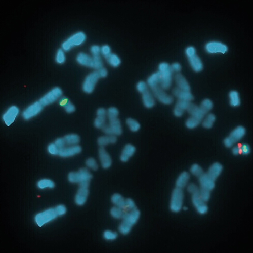 IVD NF1/MPO product photo