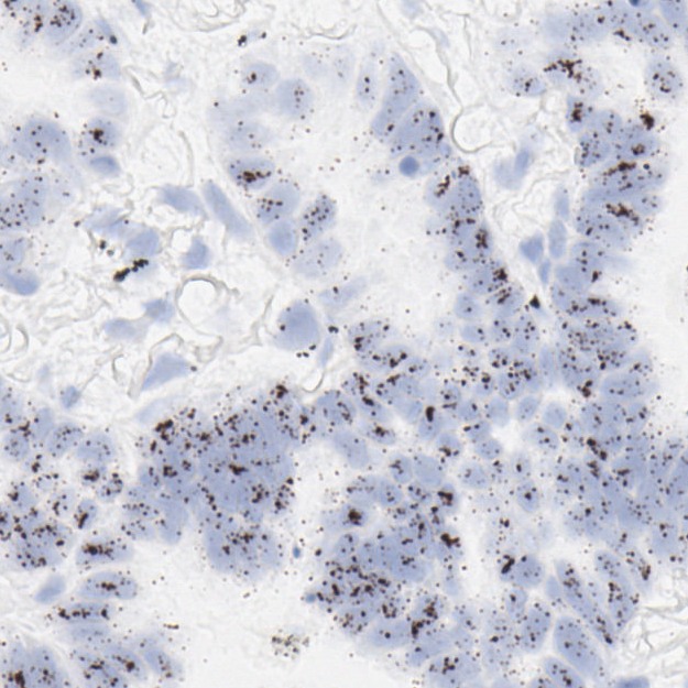 ACD RNA Probe - TTF1 product photo