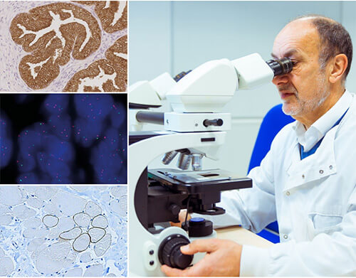ihc-primary-antibodies