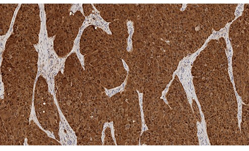 S-100 product photo