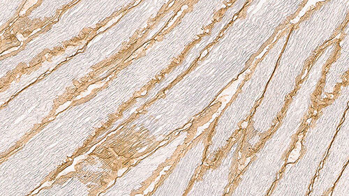 Beta-Dystroglycan product photo Front View S