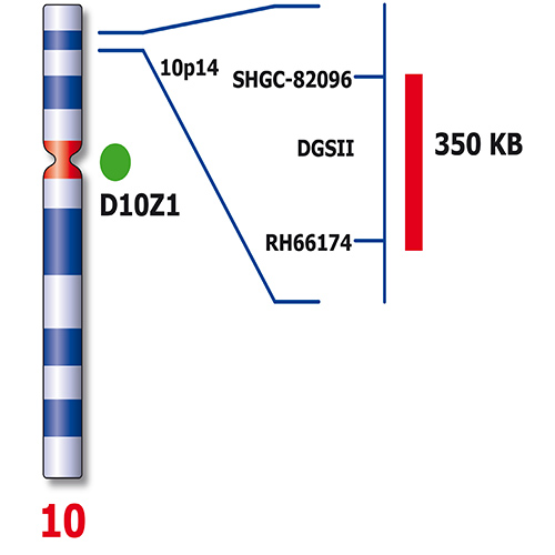 IVD DiGeorge II/SE 10 Foto do produto Back View S