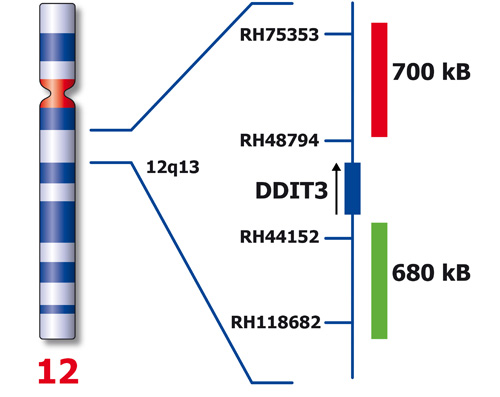 DDIT3 (12q13) Break – XL for BOND Foto do produto Back View S