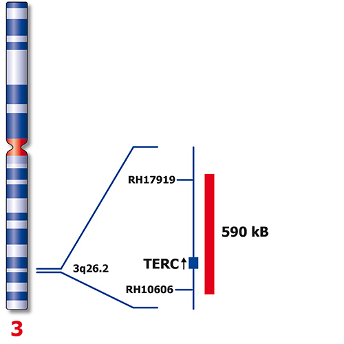 IVD TERC/MYC/SE 7 Foto do produto Back View S
