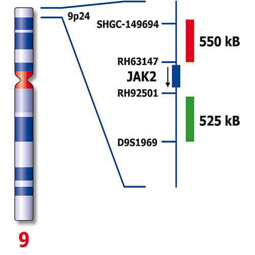 IVD JAK2 Break Foto do produto Back View S