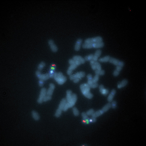 IVD 7q- Triple-Color Foto do produto Front View S