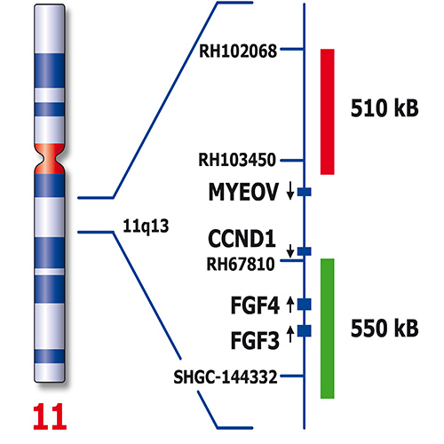 CCND1 (11q13) Break – XL for BOND product photo Back View S