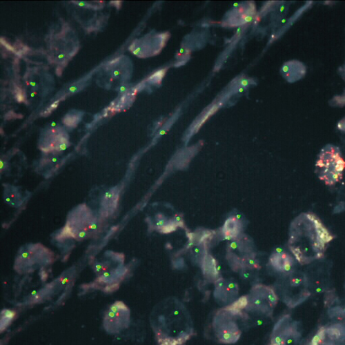 MDM4 (1q32) / SE 1 product photo