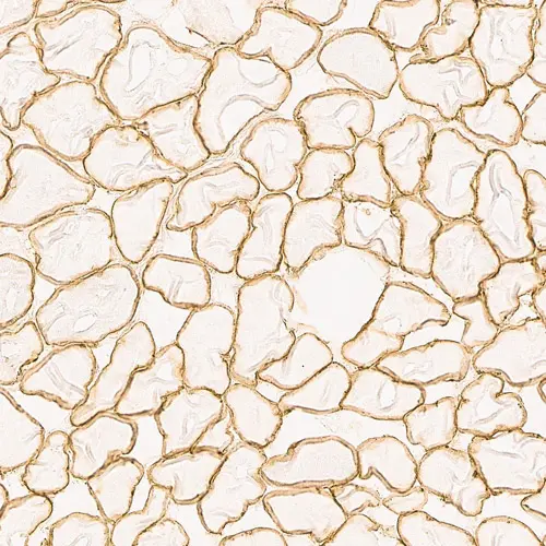 Sarcoglycan Antibodies 产品照片 Front View S