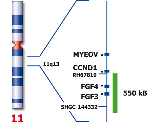 CCND1 (11q13)  - XL Break product photo Back View S