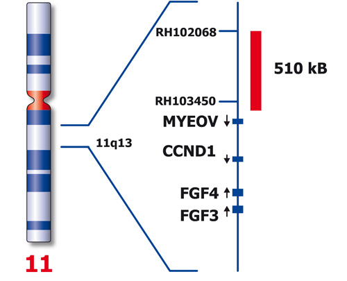 CCND1 (11q13)  - XL Break product photo Front View S