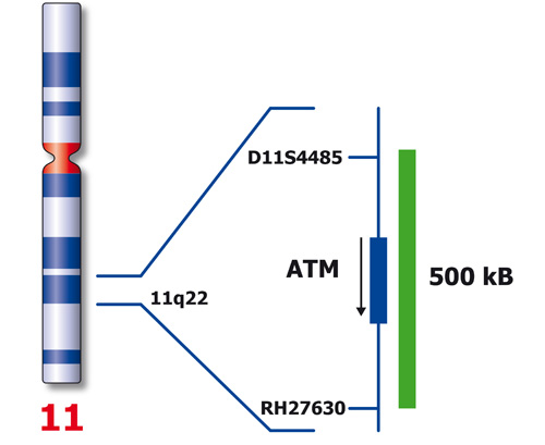 ATM (11q22) Green 250µl 2x product photo