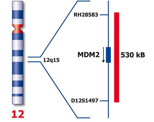 MDM2 (12q15) - XL product photo Front View S