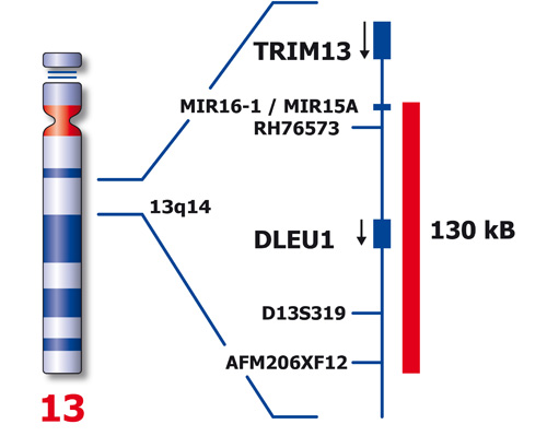 DLEU1 (13q14)-SV product photo Front View S