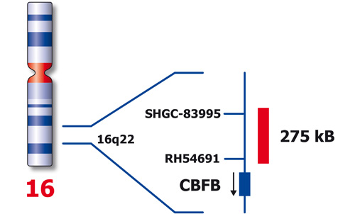 CBFB (16q22) product photo Back View S