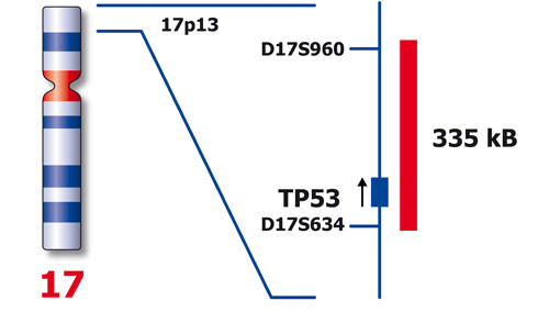 TP53 (17p13) Red 250µl 2x product photo