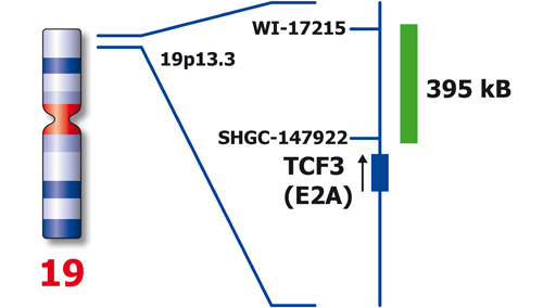 TCF3 (19p13) product photo Front View S
