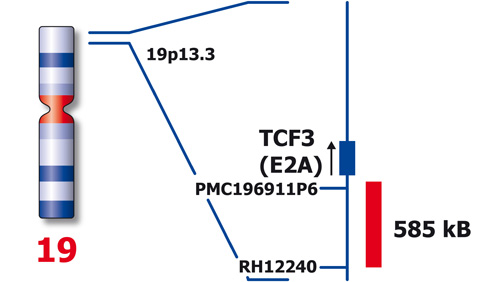 TCF3 (19p13) product photo Back View S