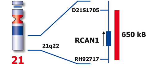 RCAN1 (21q22) product photo