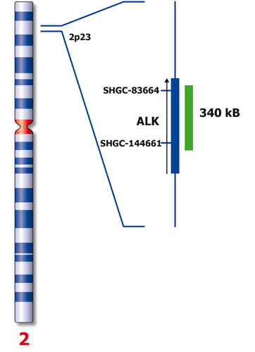 ALK (2p23) product photo