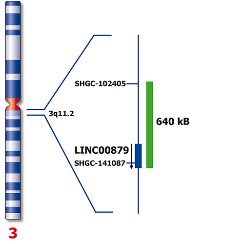 3q11 Green 50µl 2x product photo