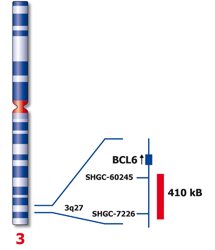 BCL6 (3q27) product photo Back View S