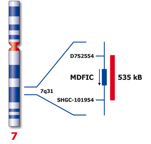 7q31 Red 250µl 2x product photo