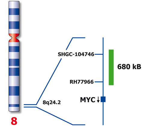 MYC (8q24) Proximal - XL Green 1ml 10x product photo
