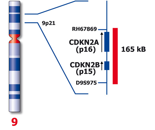CDKN2A (9p21) product photo Front View S