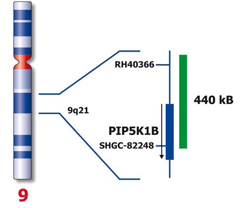 9q21 (9q21) product photo