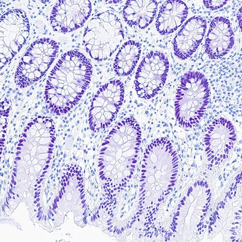 AP purple Chromogen product photo Back View S