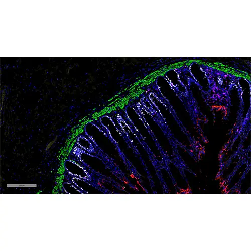 BOND 4-Plex IF Detection RUO product photo