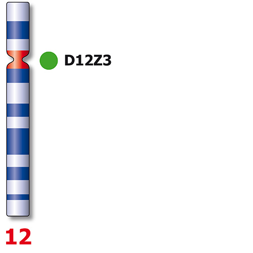 SE12 (D12Z3)-002 - XL product photo Front View S