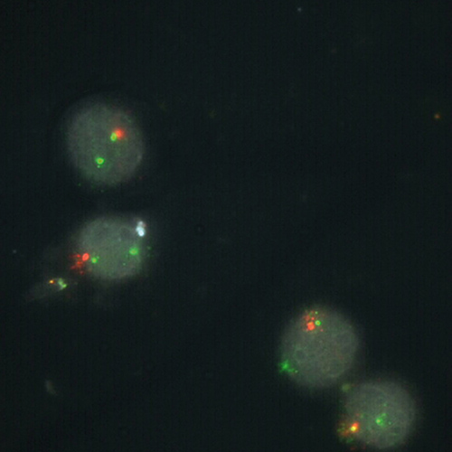 RUO - 20q- product photo