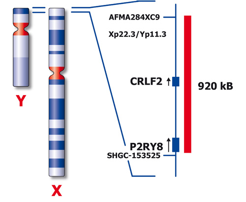 CRLF2 (Xp22/Yp11) Proximal Red 33µl 3x product photo