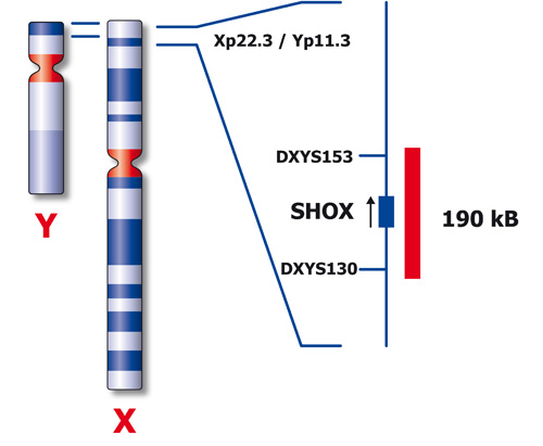 SHOX (Xp22) Red 50µl 2x product photo