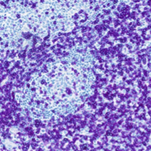 Counterstain Bluing Solution product photo Side View S